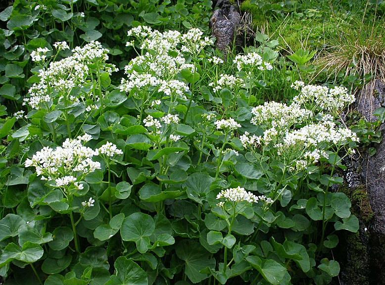 Cardamine asarifolia / Billeri a foglie rotonde